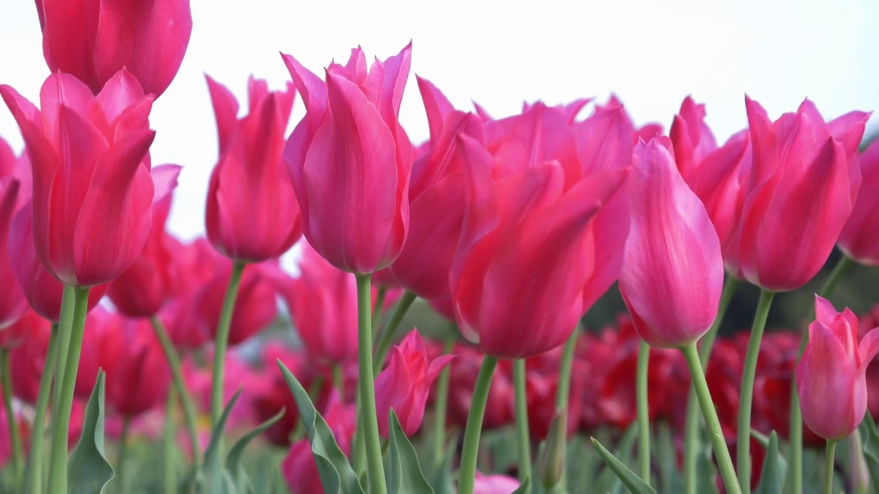 盛开的粉红色郁金香在风中摇曳。盛开。