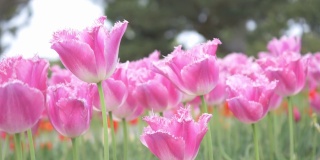 盛开的粉红色郁金香在风中摇曳。盛开。