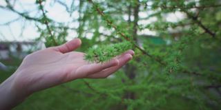 一个女人的手滑过新的小落叶松针叶。