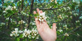 女人的手滑过苹果树上的白色花朵