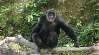 大猩猩独自在森林里视频素材模板下载