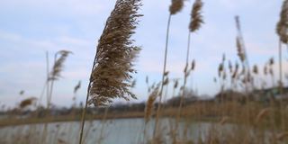 干芦苇在风中摇摆。景深浅