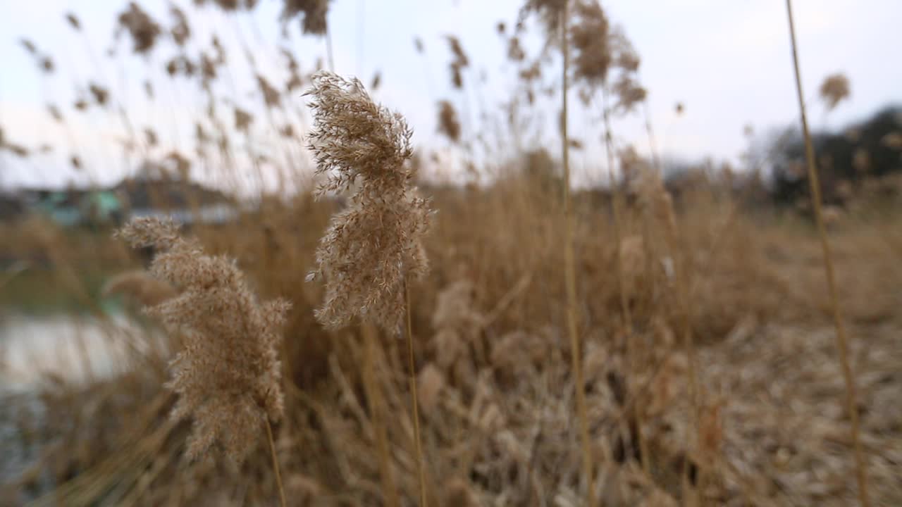 干芦苇在风中摇摆。景深浅