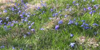 草丛中有一朵蓝色的花