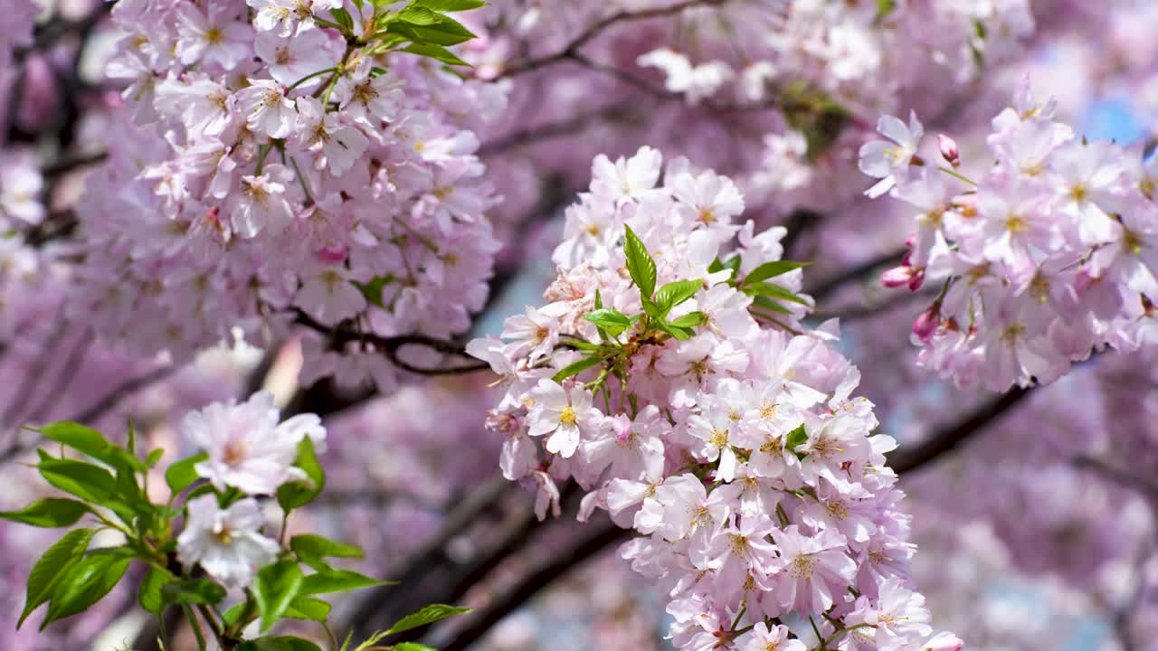 樱花、樱花都盛开在日本的春江两岸