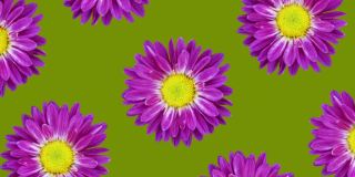 紫色菊花动画图案上的绿色背景。最小的花卉无缝循环概念动画