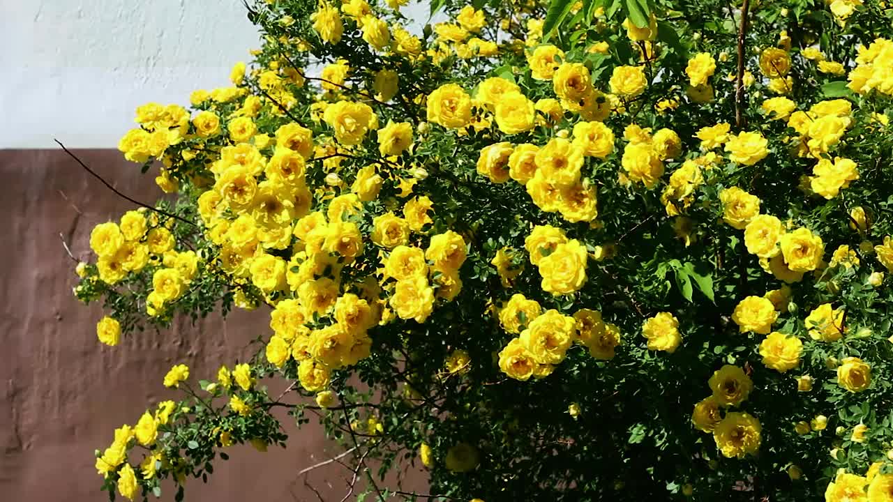 在一个阳光明媚、刮风的日子里，黄色的玫瑰开花