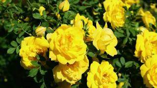 在一个阳光明媚、刮风的日子里，黄色的玫瑰开花视频素材模板下载