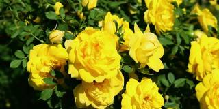 在一个阳光明媚、刮风的日子里，黄色的玫瑰开花