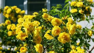 在一个阳光明媚、刮风的日子里，黄色的玫瑰开花视频素材模板下载