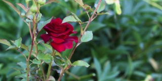 美丽的红玫瑰在花园里盛开