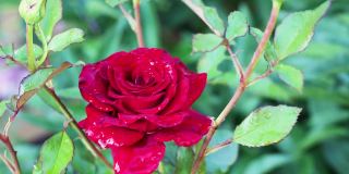 美丽的红玫瑰在花园里盛开