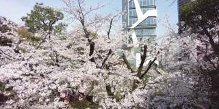 樱花盛开在东京港区野坂的街道上。