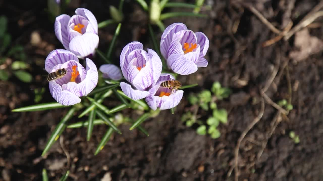 一群带条纹的白紫番红花和两只蜜蜂。大蜜蜂收集花蜜花粉为菊花科藏红花授粉。藏红花在春天开花，引来昆虫采蜜