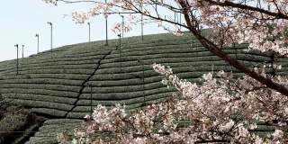 樱花和都卡，京都春天的樱花和茶园