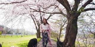 一个女人带着她的两条狗在樱花树下散步