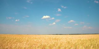 麦田里，麦穗在微风中摇曳。金色的耳朵在风中慢慢摇摆。夏日麦田成熟景象。农业产业