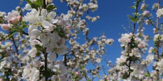 特写和细节的花从杏树在开始开花在春天