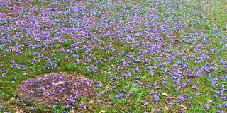 紫色蓝花楹树的花瓣落在地上