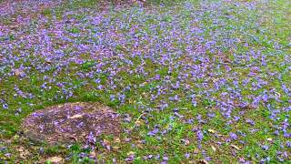 紫色蓝花楹树的花瓣落在地上视频素材模板下载