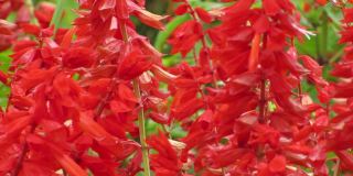 红花的春天季节。阳光明媚的猩红色鼠尾草花园(一串红)。