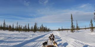 狗拉着雪橇穿过冬天的风景