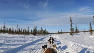 狗拉着雪橇穿过冬天的风景视频素材模板下载