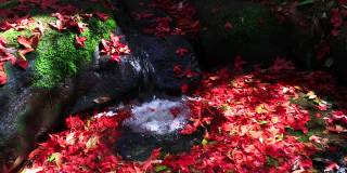 秋天的叶子，秋天的季节红色的枫叶和水溪在自然森林。