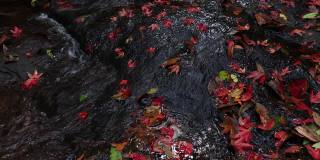 秋天的树叶，秋天的季节，红红的枫叶随着溪水流淌在大自然的森林里。