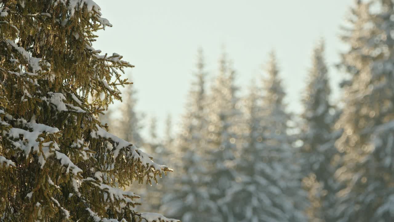 在一个阳光明媚的日子里，松树上的雪正在融化。冬天的风景。