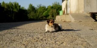 无家可归的狗。狗躺在柏油路上