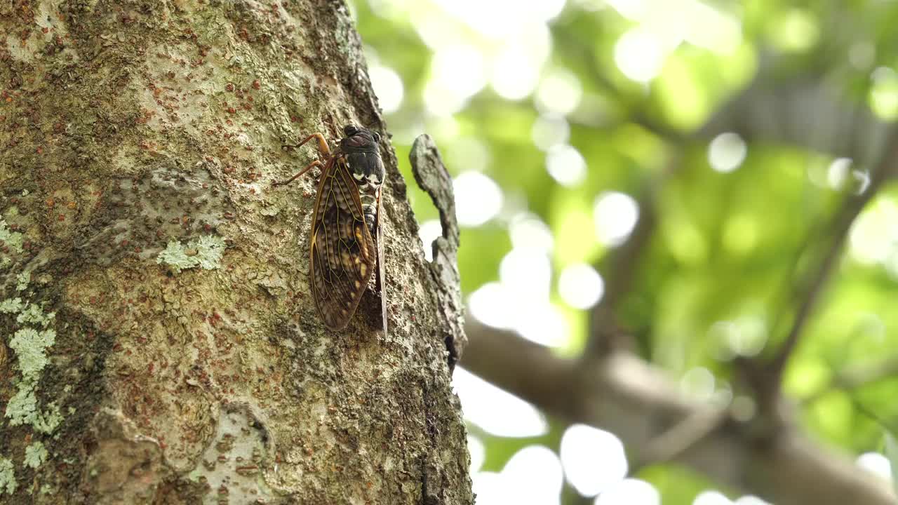 一只蝉挂在树上的视频。