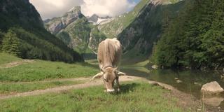 慢镜头:瑞士高山奶牛站在山上的湖边