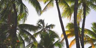 椰子树的叶子在蓝天下随风摇摆。这是夏威夷瓦胡岛威基基海滩上阳光明媚的一天。