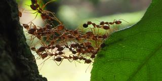 红蚂蚁以团队合作的力量理念建造家园