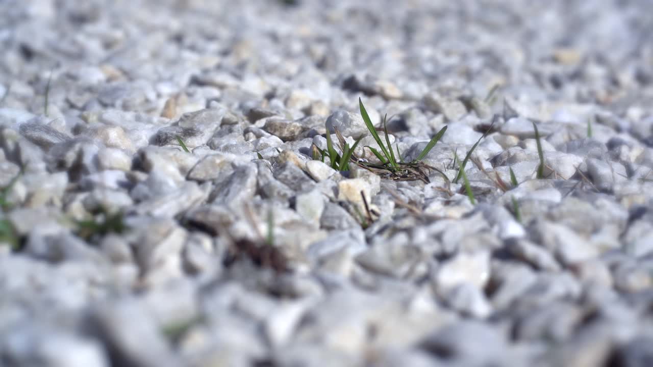 抽象的背景，青草从碎石中萌芽