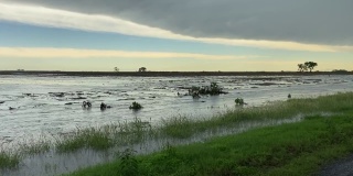 德克萨斯州科珀斯克里斯蒂附近被淹的农田