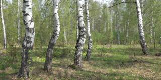 俄罗斯的夏季桦树林