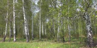 俄罗斯的夏季桦树林