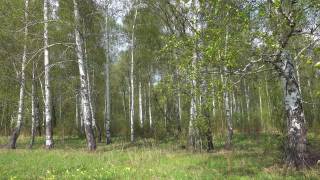 俄罗斯的夏季桦树林视频素材模板下载