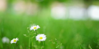 绿色草地上的三朵雏菊的特写。