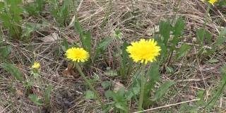 早春时节，一片长满黄色蒲公英的草地。蒲公英是一种著名的植物，它的基生叶呈蔷薇花状，花序呈大而亮黄色，像一篮舌花。