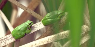 繁殖季节，一群雄性欧洲树蛙坐在干香蒲的叶子上等待雌性。野生动物宏观采取与绿色米黄色对比