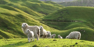 风景秀丽的乡村里有一大群绵羊和羊羔。新西兰