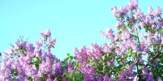 丁香花在枝头，映衬着蓝天。