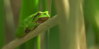 繁殖季节坐在干香蒲叶子上等待雌性的欧洲树蛙(树蛙属)。野生动物微距镜头与绿色米色对比