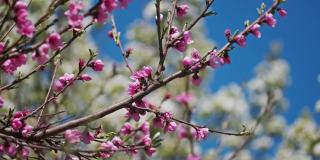 桃树和梨树在春天开花