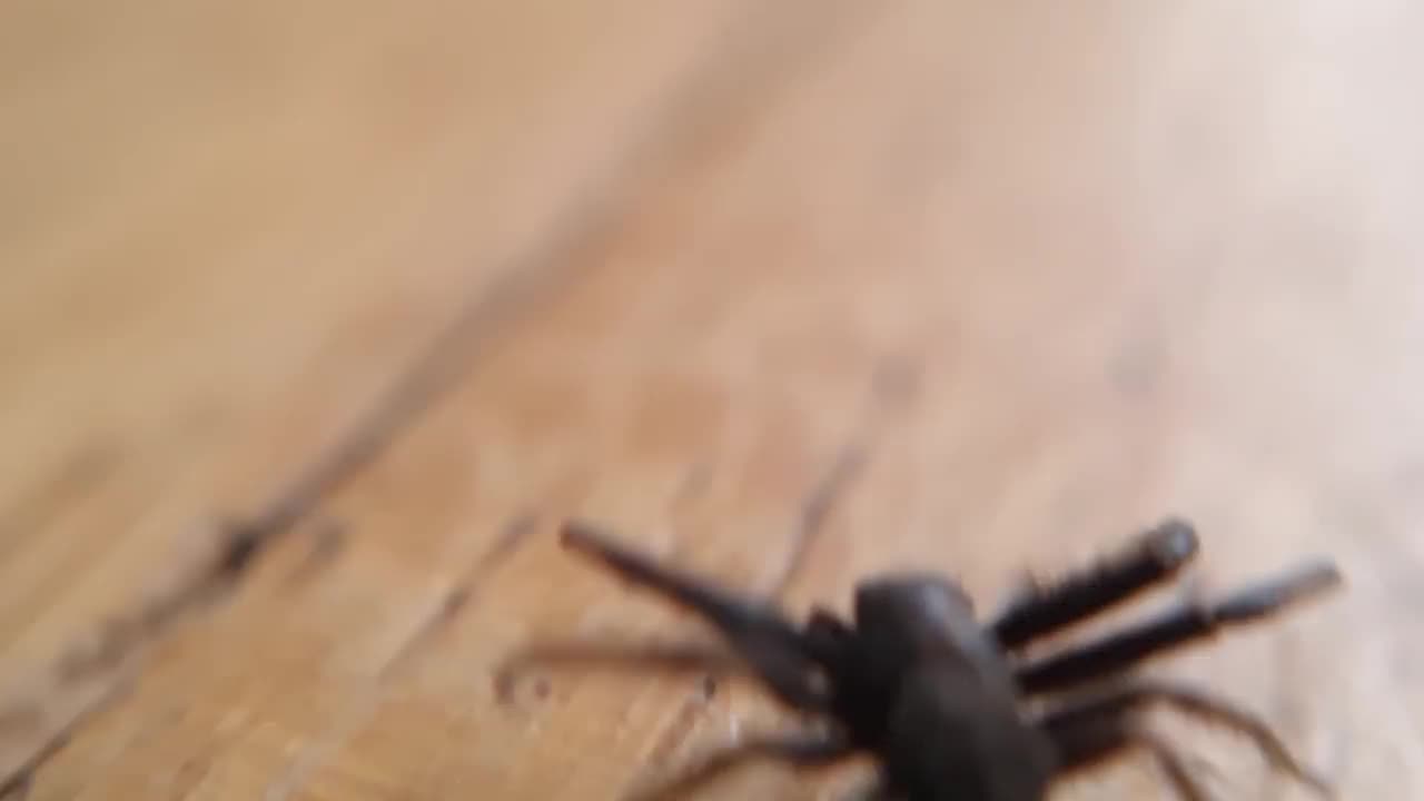 微距拍摄螃蟹蜘蛛