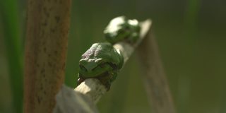 繁殖季节，一群雄性欧洲树蛙坐在干香蒲的叶子上等待雌性。野生动物宏观采取与绿色米黄色对比