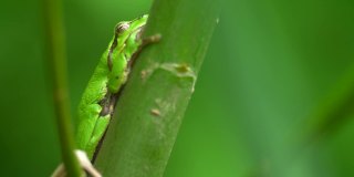 繁殖季节坐在柳树树干上等待雌性的欧洲树蛙(树蛙属)的雄性。野生动物宏观镜头
